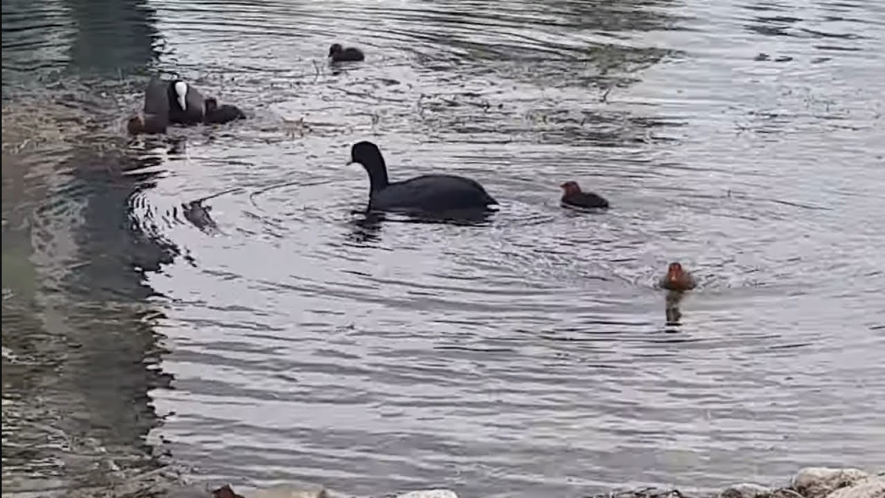 Blässhüner füttern ihre Neugeborenen...(Coots feeding their newborns)