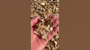 Anh chị emCần nhân sâm Ngọc Linh rừng Kon-Tum,già 1/4 thế kỉ,ngâm mật ong rừng  ạ 0972.929.727(call)