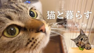 猫と暮らすLife With My Cat