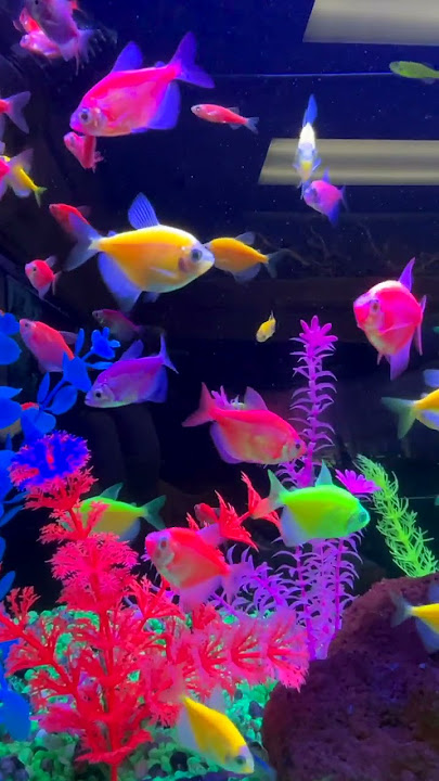 Do You Keep Glo Fish? #shorts