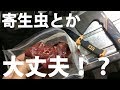 鹿の生肉を犬に食べさせて大丈夫なの！？他、変態飼い主先生のわんわんからとんこつラーメン臭がする講座