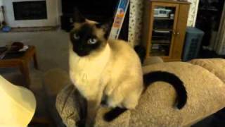 Talking Siamese Cat