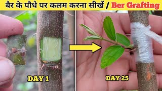 देशी बेर पर Apple ber की कलम कैसे करें । Grafting on Apple ber plant // Budding on Desi ber plant . Resimi