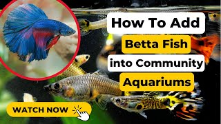 How to: Add a betta fish into a Community Tank