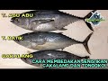 tips/cara membedakan ikan tongkol,dan cakalang biar tidak salah pilih