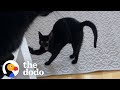 Cat Hilariously Judges Mom's Quarantine Habits | The Dodo Cat Crazy