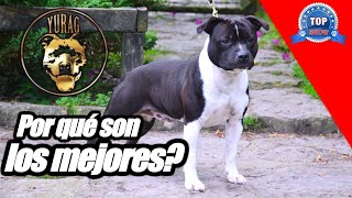 STAFFORDSHIRE BULL TERRIER 'La raza perfecta?'