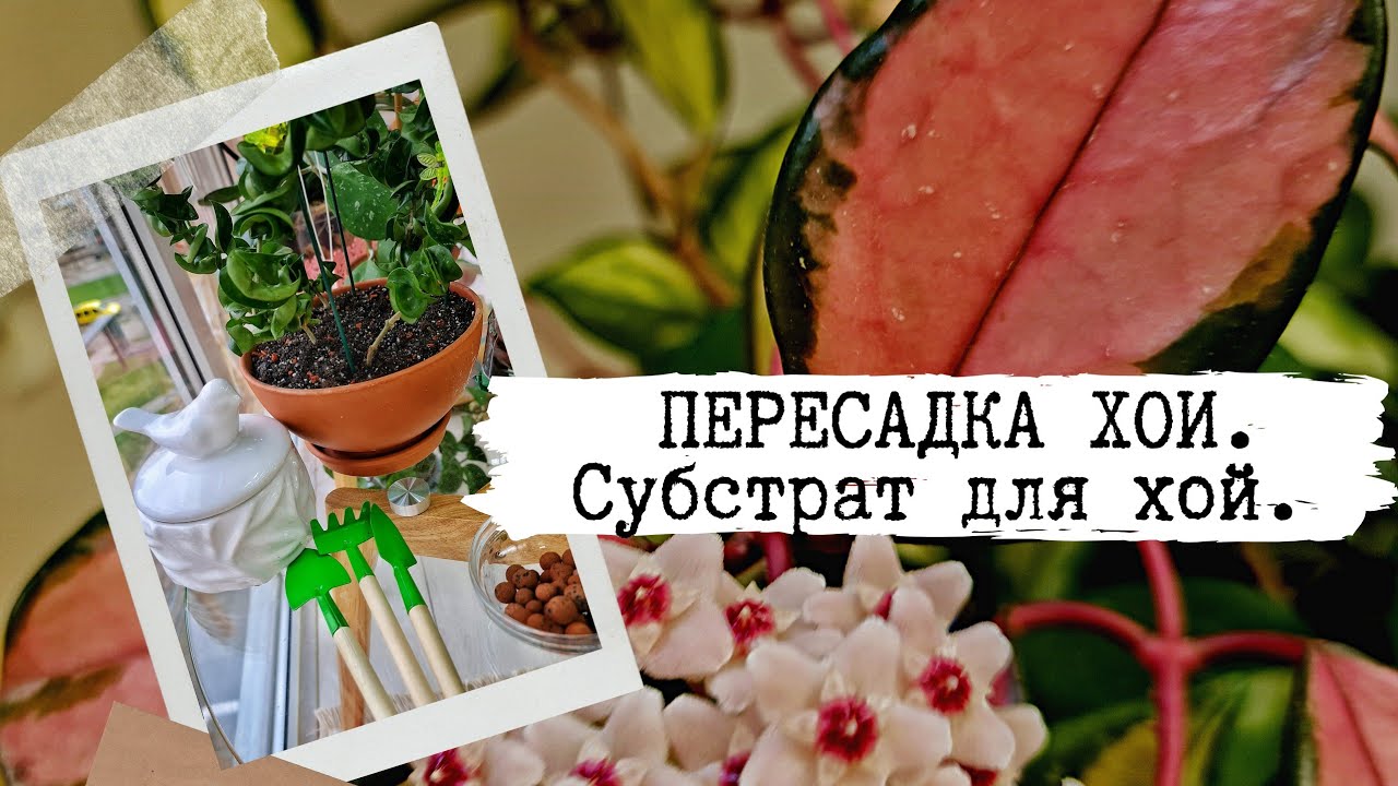 Хойя пересадка. Укоренение хойи компакты. Каньякуминг Хойя пересадка.