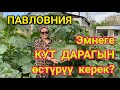 КУТ ДАРАГЫ - ПАВЛОВНИЯНЫН кандай БЕРЕКЕСИ бар?  |  КӨЧӨТТӨР сатылат