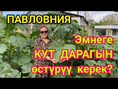 Video: Жоогазын дарагы канча убакытта гүлдөйт?