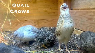 Quail Crows