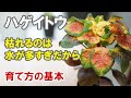 ハゲイトウの育て方　真夏ん猛暑に耐えるカラーリーフ！植え場所を選ばないオールラウンダー！