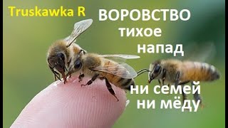 #Пчёлы. Как на пасеке выглядит пчелиное воровство, напад пчёл, тихое воровство. Пчёлы есть, мёда нет