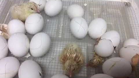 Introduction to Embryology