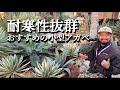 【小型アガベ】【ドライガーデン】耐寒性があって狭い庭にオススメの小型の地植えアガベを紹介します！