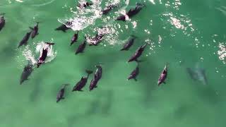 Bottlenose Dolphins in Buffalo Bay
