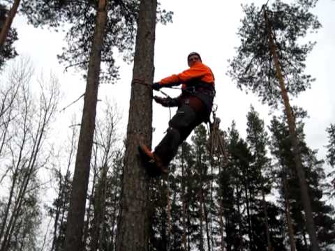 Video: Hur Man Väljer Ett Levande Träd