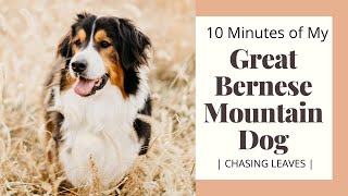 10 Minutes of my Great Bernese Mountain Dog Chasing Fall Leaves | Rosie - Great Pyrenees Mix