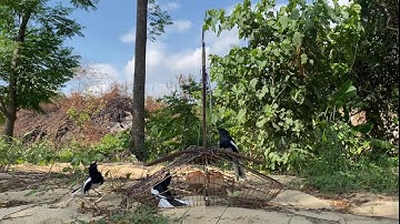 Bẫy chích chòe than , mồi chiến đụng em bổi cực hăng 2024