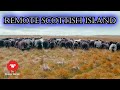 THE WILD SHEEP OF THE MONACH ISLES  |  Farming in the Outer Hebrides of Scotland