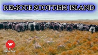 THE WILD SHEEP OF THE MONACH ISLES  |  Farming in the Outer Hebrides of Scotland