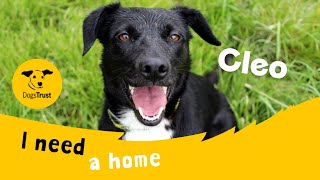 Cleo The Terrific Terrier Cross Dogs Trust Ballymena