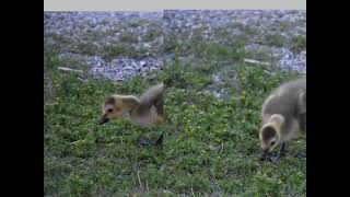 Goslings and ducklings. Heritage Lakewood Belmar Park, Lakewood, Colorado, USA @Gennady107