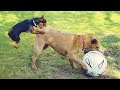 Funny ANIMALS make TOUGH TIMES EASIER - Incredible Animal Moments Caught On Camera