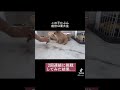 ギネス記録を更新した犬 #チワプー #子犬 #犬のいる暮らし