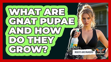 What Are Gnat Pupae And How Do They Grow? - Insects and Invaders