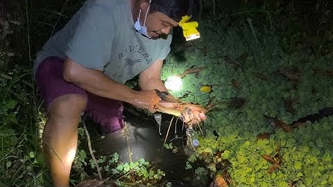 Thả Câu Đêm Dính LƯƠN Về Nấu Món Ngon Miệt Vườn | Cù Lao Dung Vlogs #235