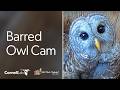Two Owlets! WBU Barred Owl Cam | Wild Birds Unlimited | Cornell Lab