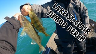 JUMBO PERCH Dropshot on Lake St.Clair  Lake St.Clair Fishing