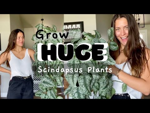 Video: Spotted Scindapsus Leaves