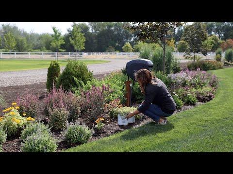 Video: Growing Sedum bunddækkende planter - bunddækkende sedum sorter og ideer