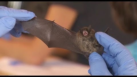 Tagging bats to help save BC bat colonies