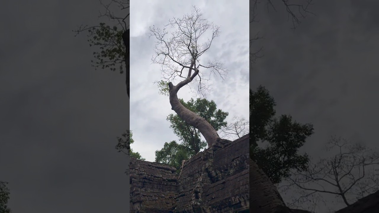 Ta Prom Temple at Siem Reap of cambodia 