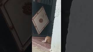 🐶 #shortvideo #edit #tomyjpisa #dog #puppy #love #trending #horror #garmi2026 #vairal #viralshorts