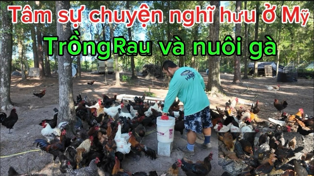 Tâm sự chuyện nghĩ hưu ở Mỹ! Trồng rau nuôi gà vol#3