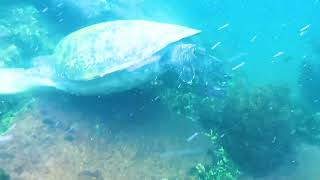Galapagos Vacation. Ecuador, Santa Cruz, Isabella. Tours and Activities All Inclusive.