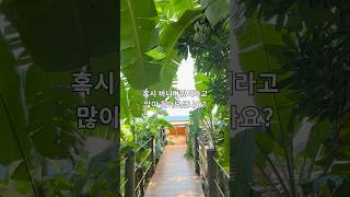 그동안 몰랐던 바나나잎의 기능 및효능 #슈퍼푸드 #건강식단 #바나나잎 #폴리페놀 #클로로필 #항산화성분