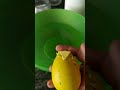 Un huevo de croc turtle que cree en el agua🥚🐊🐢