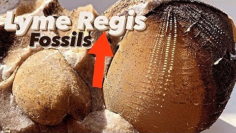 Surprise Sea Urchin Find Fossil Collecting