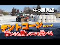 収穫から4ヶ月醗酵して美味しくなったかな?「デントコーン」