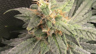 S20:E3 Autoflower cannabis grow, nearing the end, Sour Stomper, and Incredible Bulk