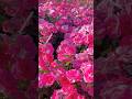 Pink Rose Garden in Full Bloom 🌹 | Beautiful Flower Scenery 4K | Nature Relaxing Video