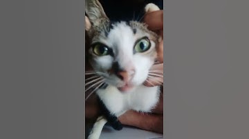 Thumbnail of Dengan tatapan tajam🗿 || kucing lucu, imut