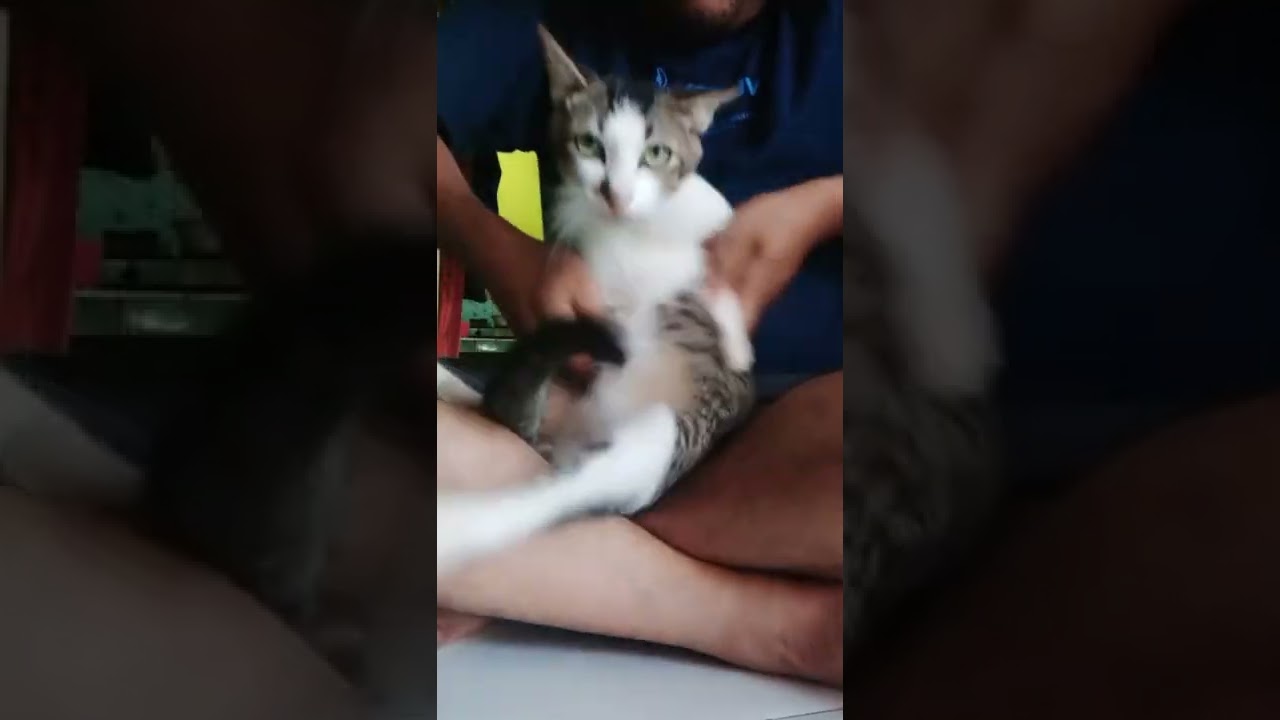 Dengan tatapan tajam🗿 || kucing lucu, imut