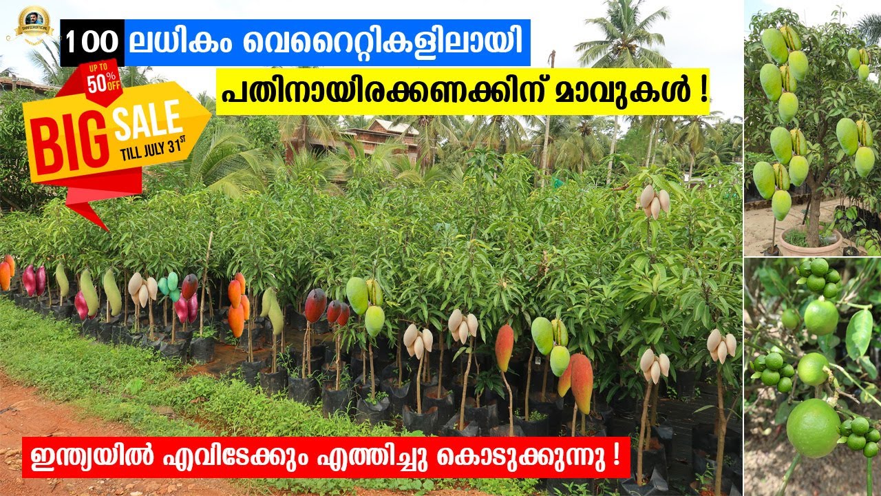 6 ഏക്കറിലെ ഗംഭീര നഴ്സറി ! 10 അടിയോളം പൊക്കമുള്ള 100 ലധികം വെറൈറ്റി മാവുകൾ | ജൂലൈ 31 വരെ വൻ ഓഫറുകൾ !!