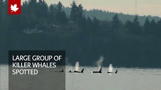 Large group of killer whales spotted near Seattle